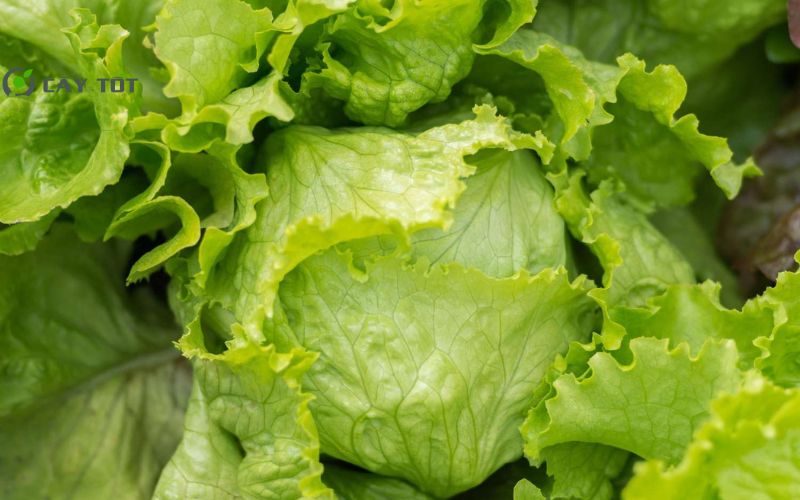 Hạt Giống Xà Lách Mỡ Đà Lạt