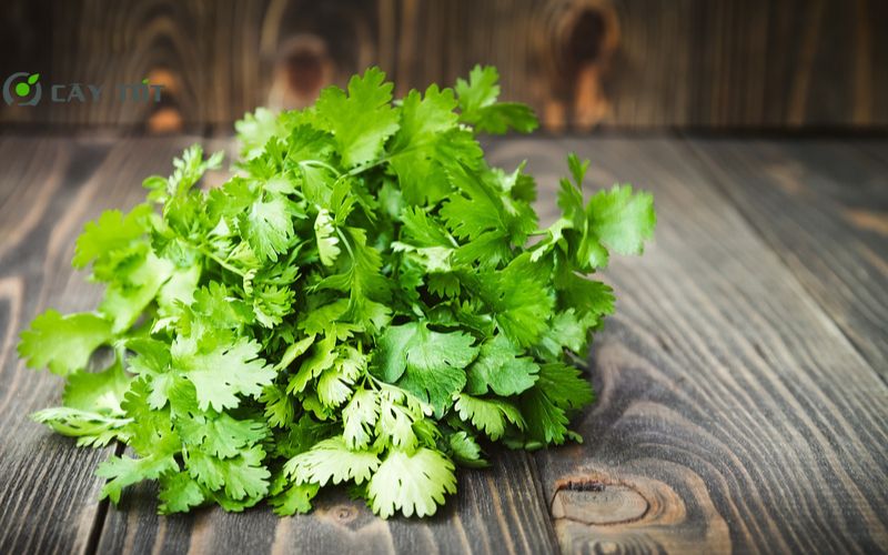 Hạt Giống Rau Mùi Nhật