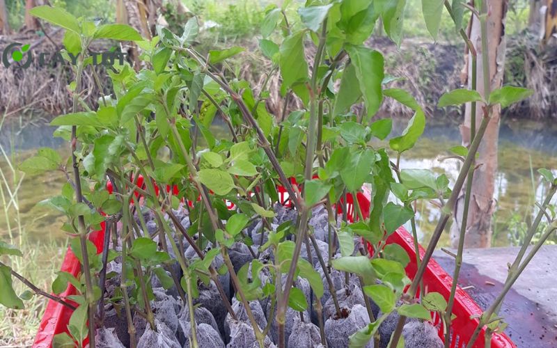 Hạt Giống Rau Ngót Tím