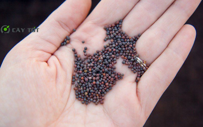 Hạt Giống Cải Bẹ Trắng Nhật