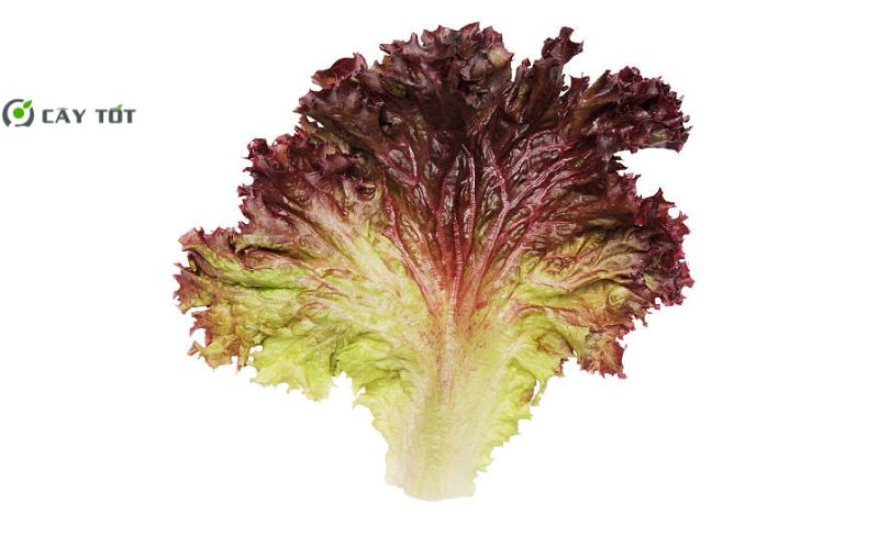 Hạt Giống Xà Lách Tím Xoăn