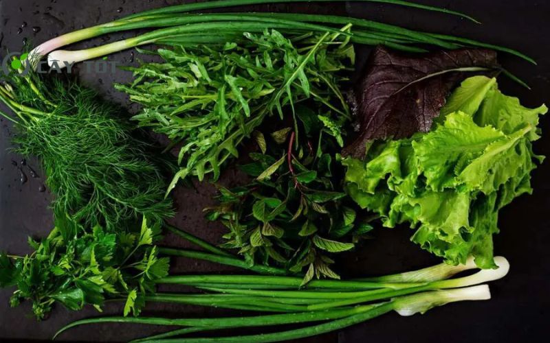 Hạt Giống Rau Thơm Tổng Hợp F1