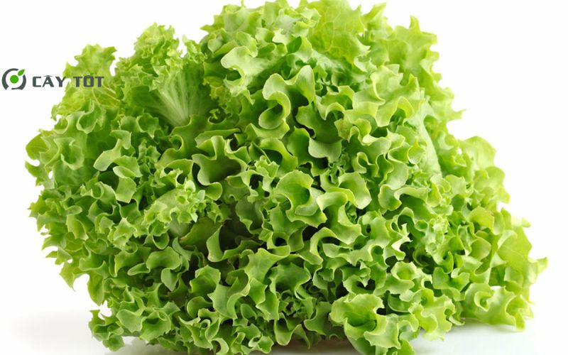 Hạt Giống Xà Lách Xanh Xoăn