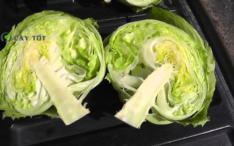 Hạt Giống Xà Lách Cuộn