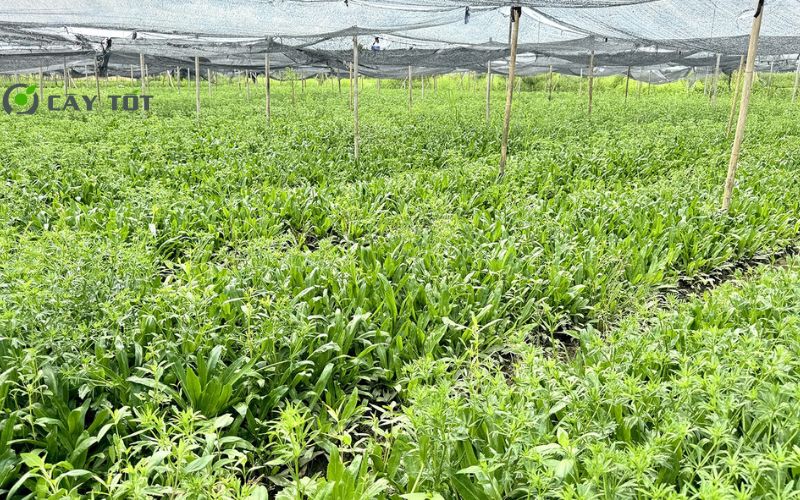 Hạt Giống Mùi Tàu Cao Sản