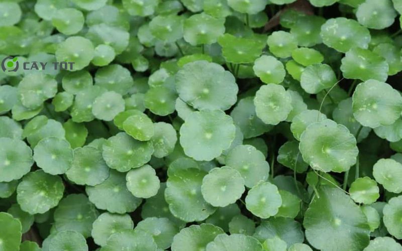 Hạt Giống Rau Má Nhỏ