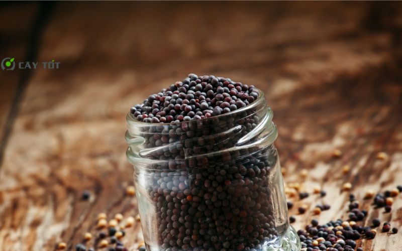 Hạt Giống Cải Bẹ Xanh Hàn Quốc