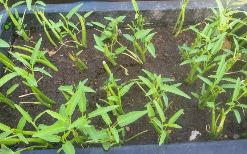 Hạt Giống Rau Muống Mỡ