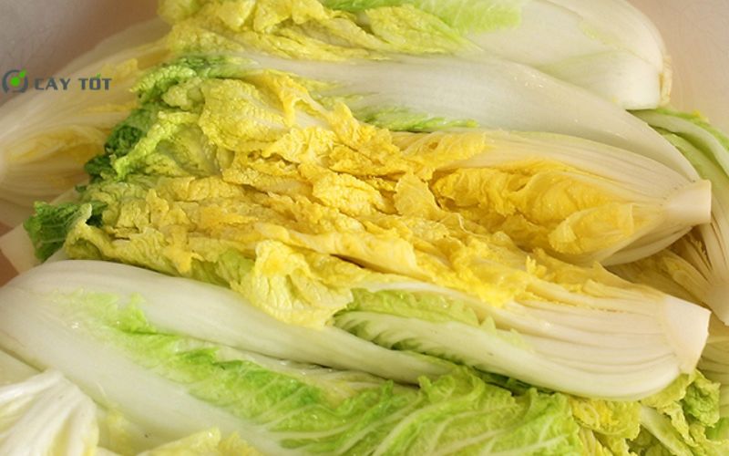 Hạt Giống Cải Thảo Nhật