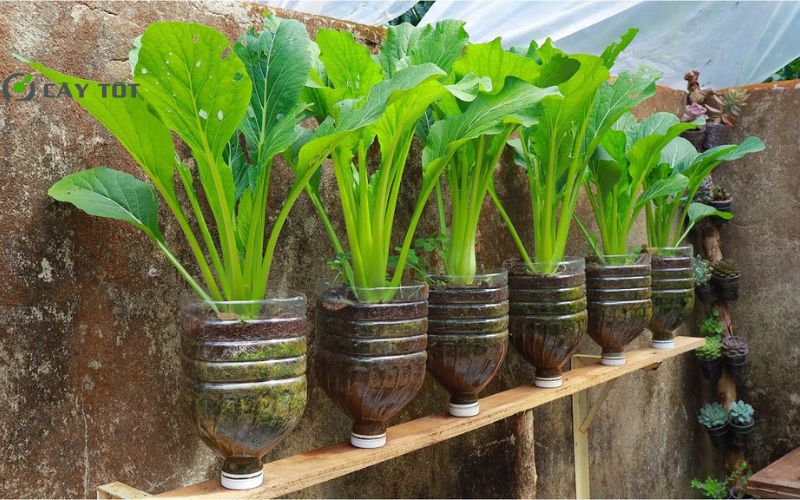 Hạt Giống Cải Bẹ Xanh Đài Loan