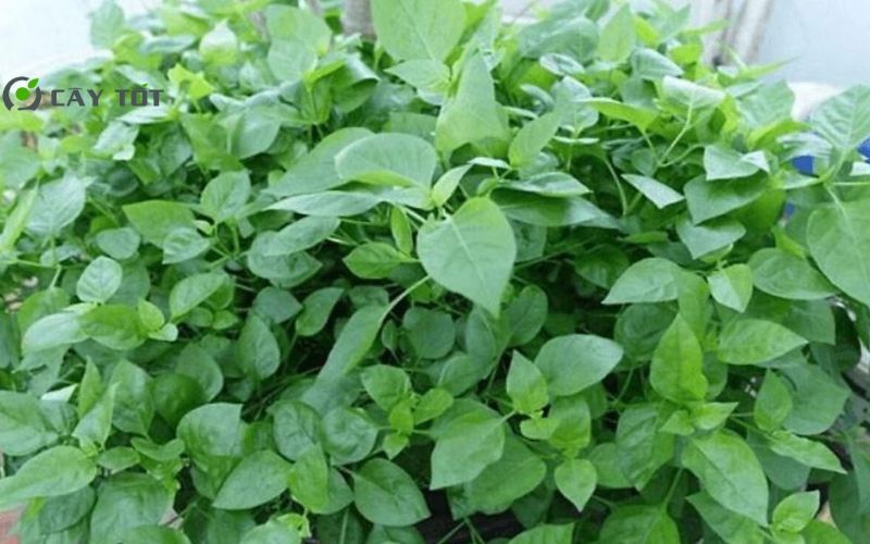 Hạt Giống Rau Ngót F1