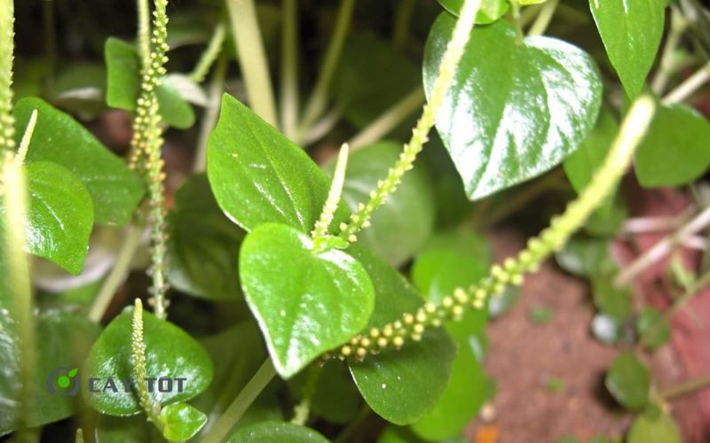 Hạt Giống Rau Càng Cua Tím