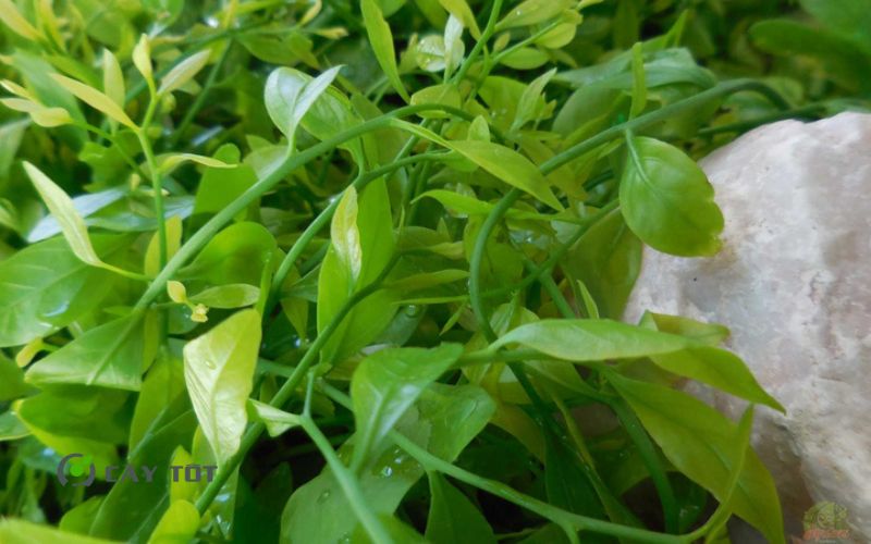 Hạt Giống Rau Sắng