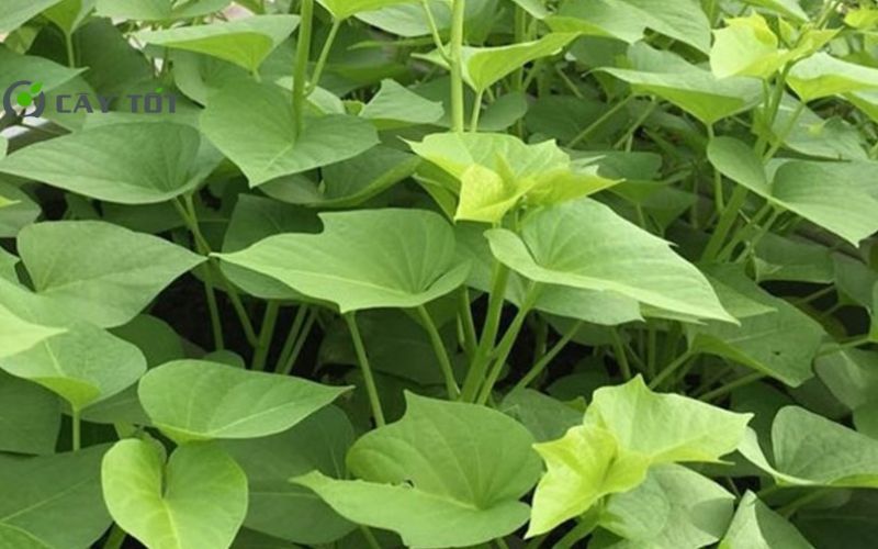 Hạt Giống Rau Lang