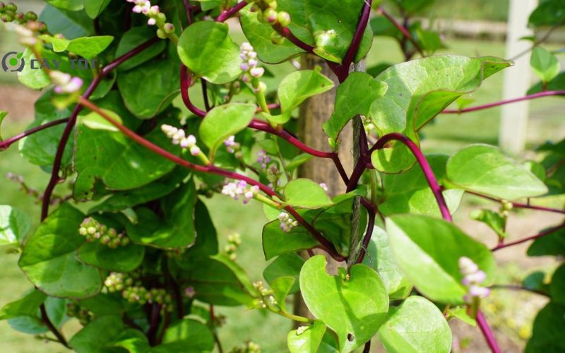 Hạt Giống Mồng Tơi Thân Đỏ