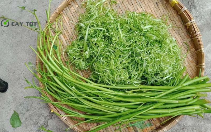 Hạt Giống Rau Muống Thân To