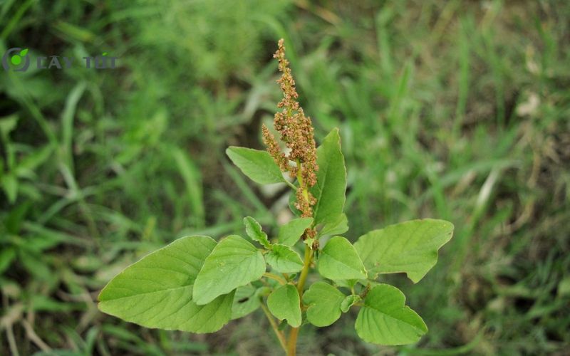 Hạt Giống Rau Dền Xanh Cao Sản