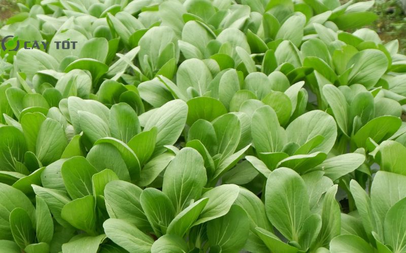 Hạt Giống Cải Bẹ Xanh Baby