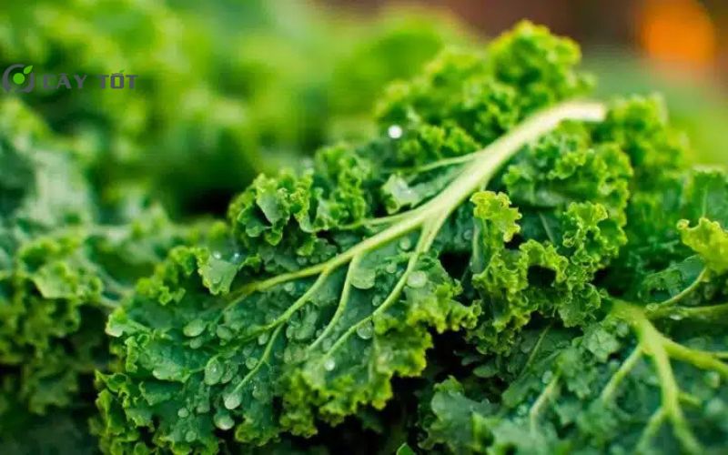 Hạt Giống Cải Xoăn Hàn Quốc