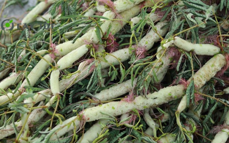 Hạt Giống Rau Nhút