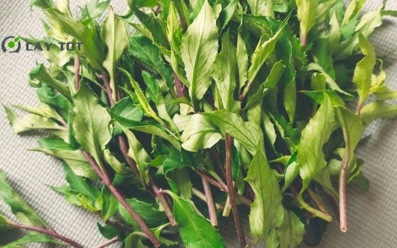 Hạt Giống Rau Lủi