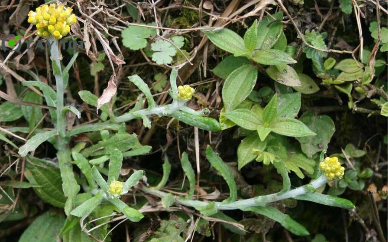 Hạt Giống Rau Khúc