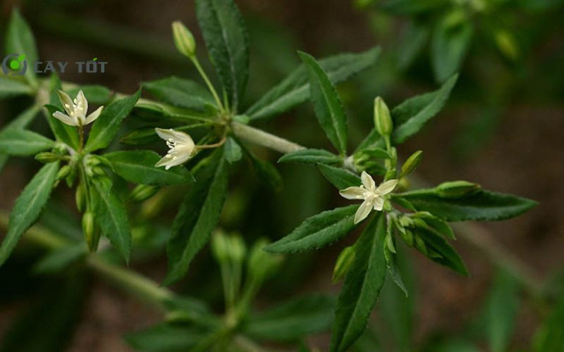 Hạt Giống Rau Đắng