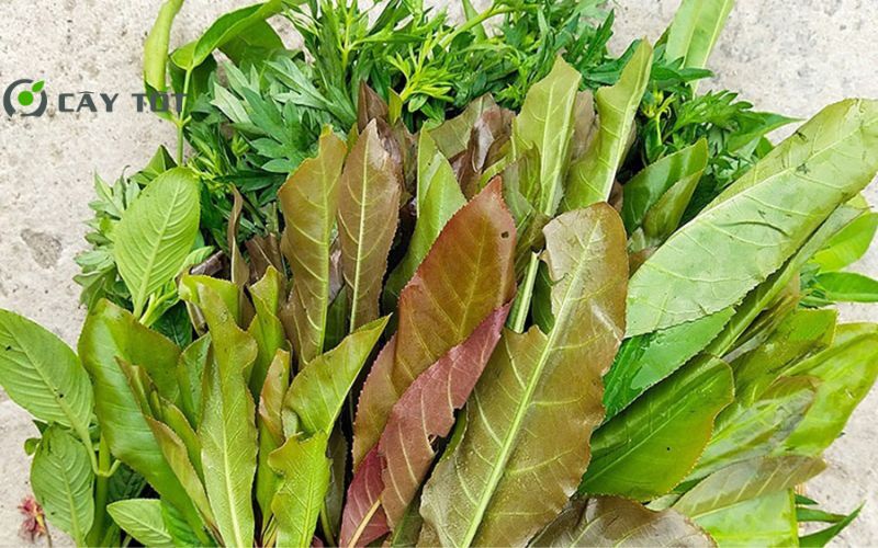 Hạt Giống Rau Rừng