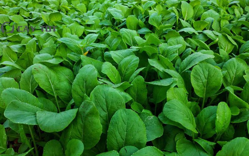 Hạt Giống Cải Bẹ Dún Cao Sản