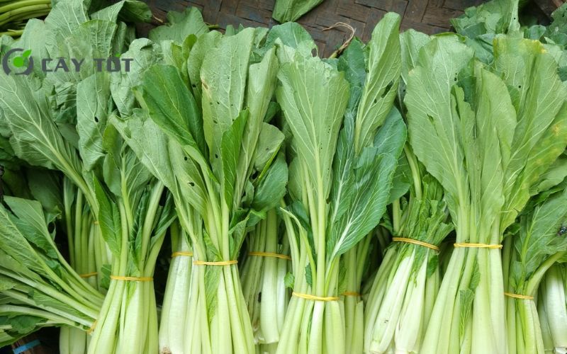 Hạt Giống Cải Bẹ Xanh Chịu Nhiệt