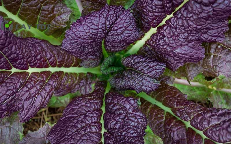 Hạt Giống Cải Bẹ Dưa Tím