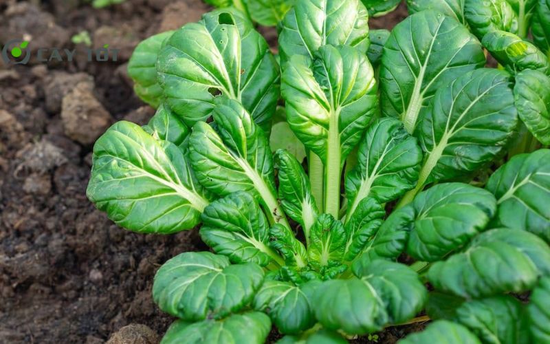 Hạt Giống Cải Bẹ Hoa Hồng