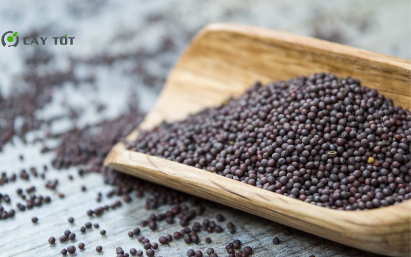 Hạt Giống Cải Bẹ Mỡ