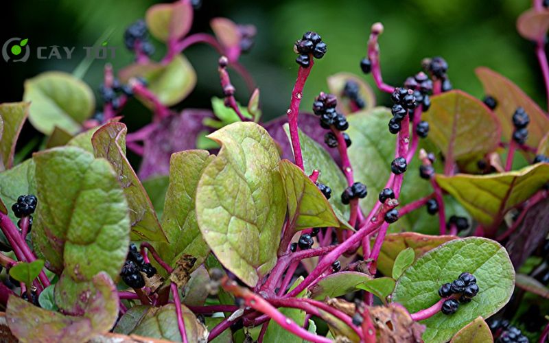 Hạt Giống Rau Mồng Tơi Tím