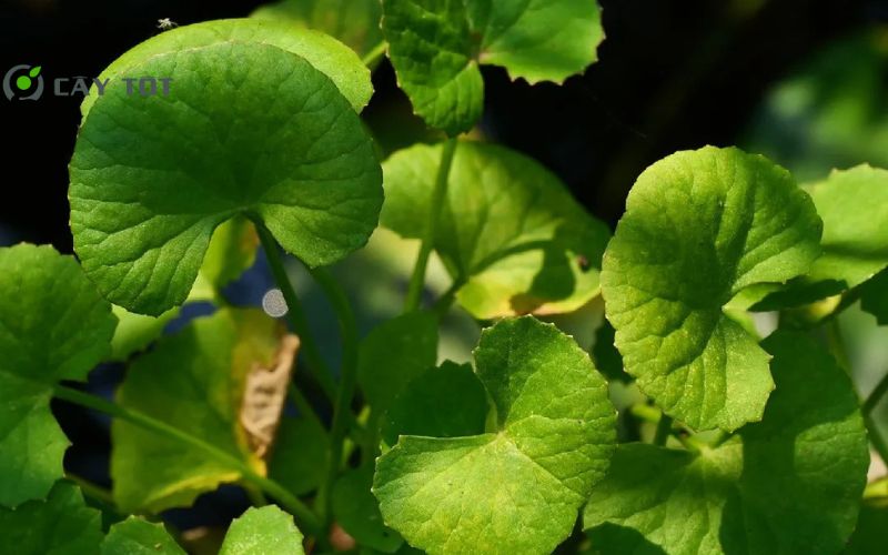 Hạt Giống Rau Má Baby