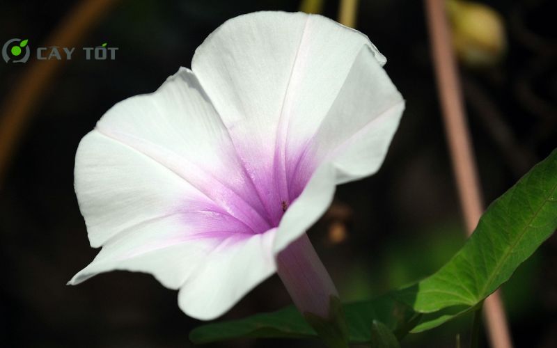 Hạt Giống Rau Muống Tím