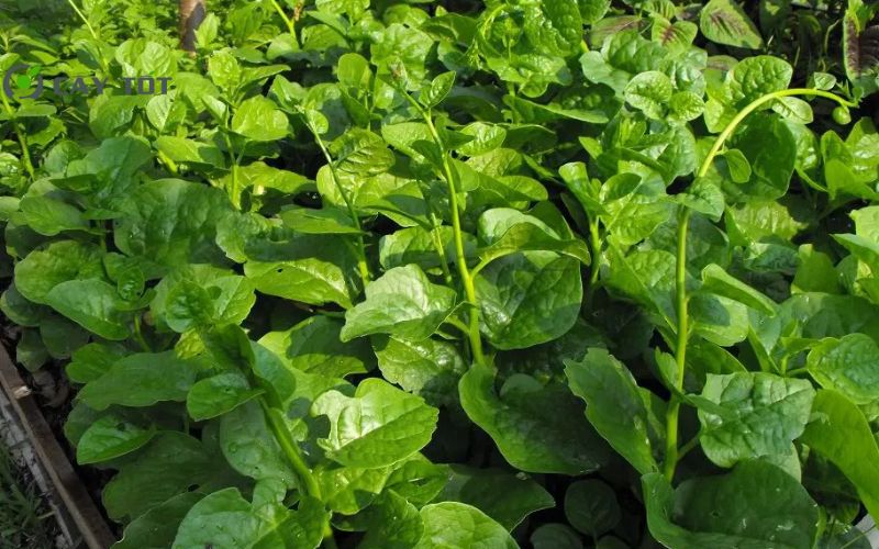 Hạt Giống Rau Mồng Tơi Nhật