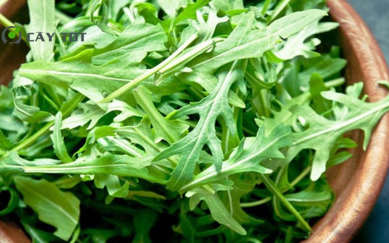 Hạt Giống Rau Cải Lông