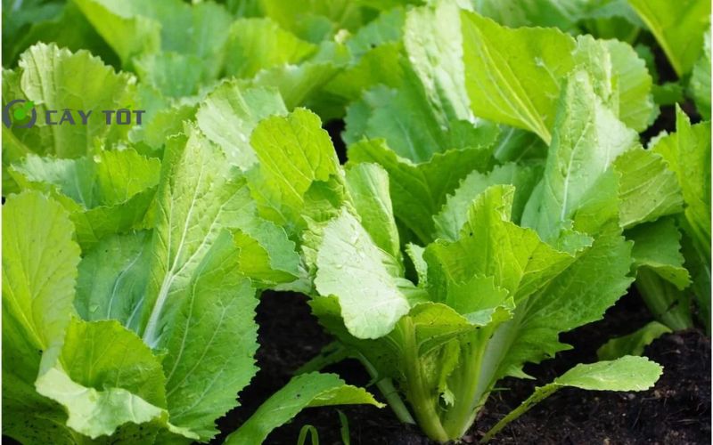 Hạt Giống Rau Cải Mơ