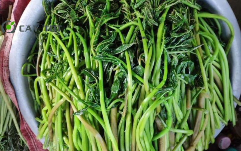 Hạt Giống Rau Móp