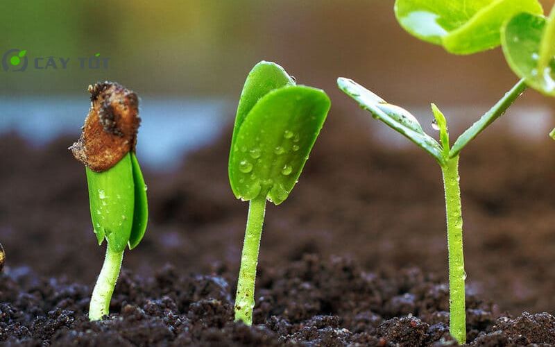 Hạt Giống Cải Thìa Tím