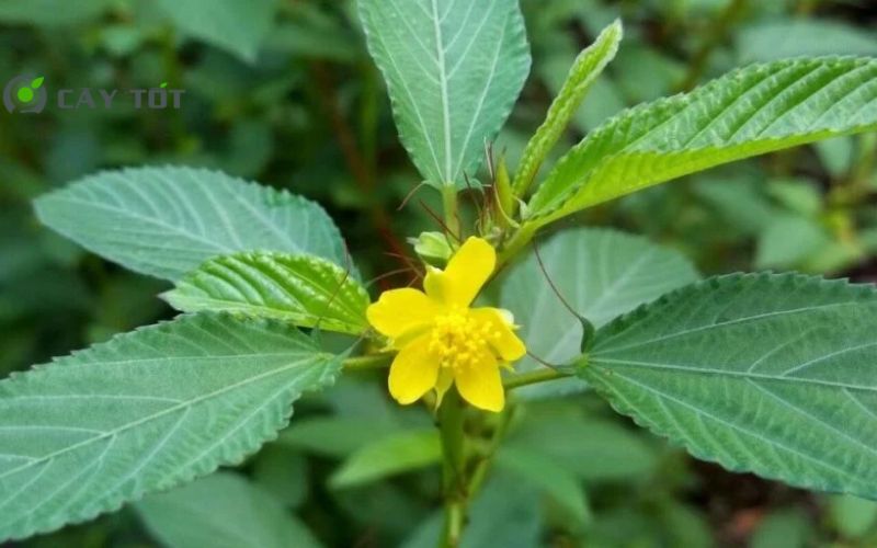 Hạt Giống Rau Đay Lá Nhỏ