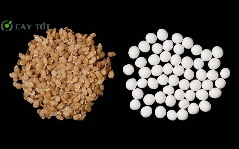 Hạt Giống Rau Cần Lông