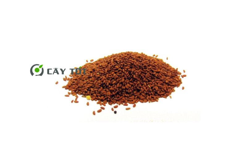 Hạt Giống Rau Cải Bẹ Nhật