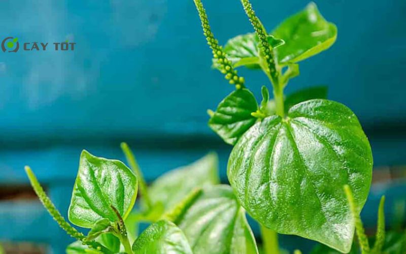 Hạt Giống Rau Càng Tôm Xanh