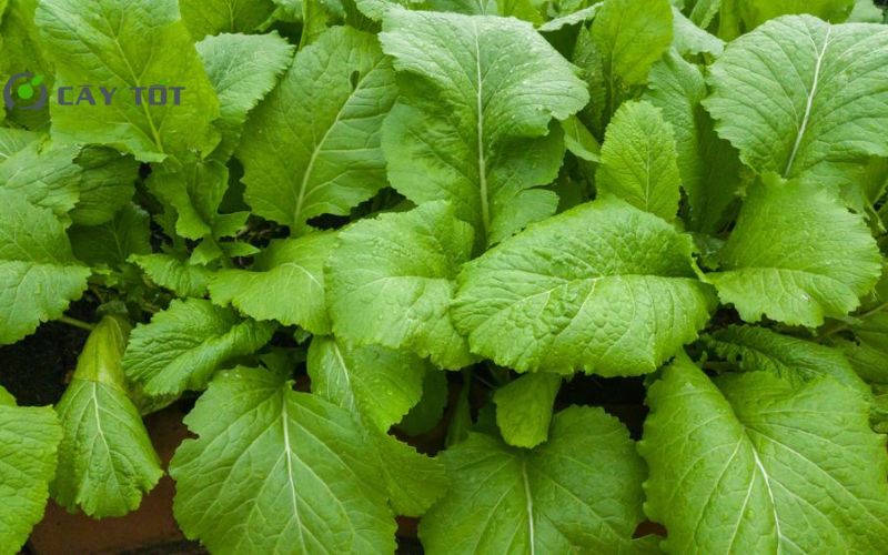 Hạt Giống Cải Xanh Đài Loan