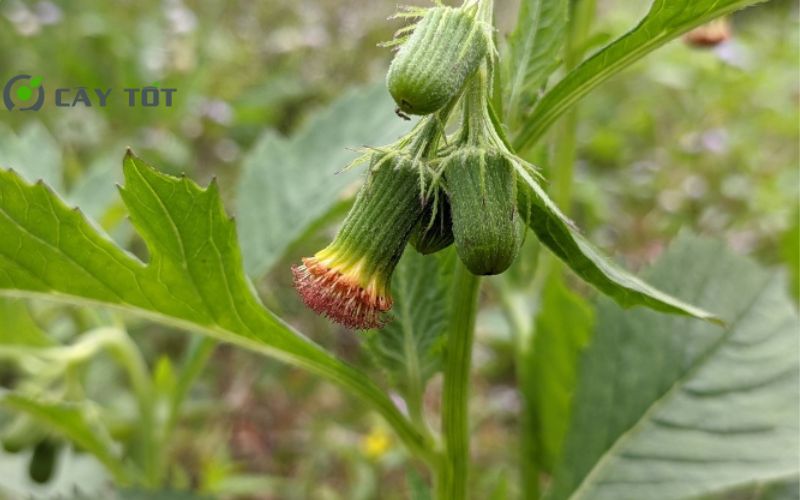 Hạt Giống Rau Tàu Bay