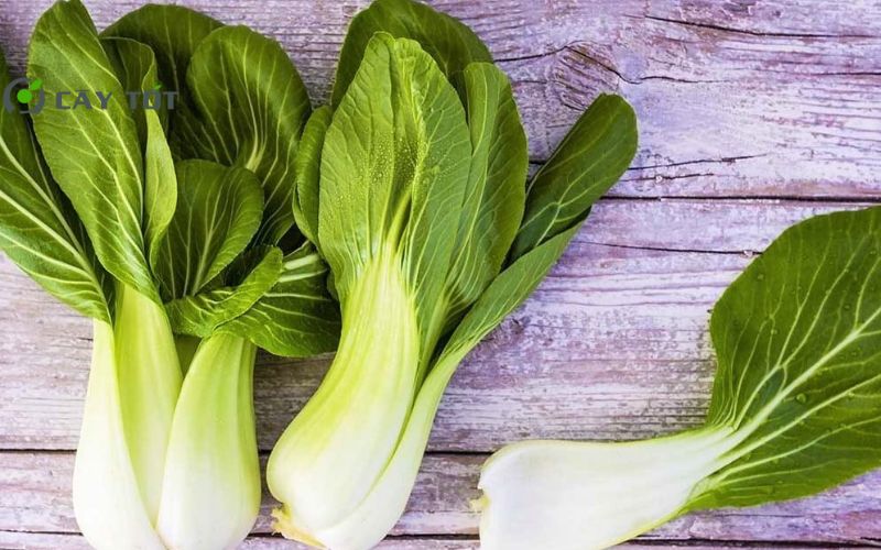 Hạt Giống Cải Ngọt Đài Loan