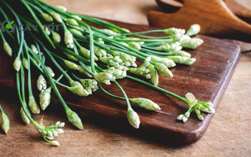 Hạt Giống Rau Hẹ Tây