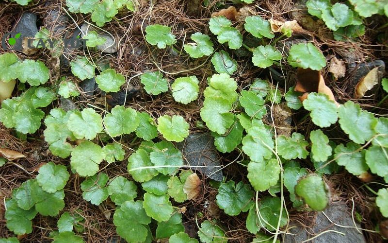 Hạt Giống Rau Má Dây